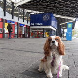 op het treinstation op weg naar het animal event