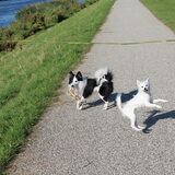 Foto van Amigo en K.C.