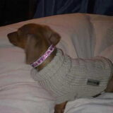 Foto van Daisy, Diva & Lady