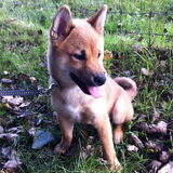 20 weken