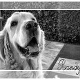 Foto van Ramona, Benji