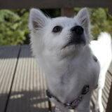 Foto van Amigo en K.C.