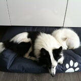 Foto van Amigo en K.C.