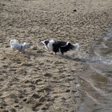 Foto van Amigo en K.C.