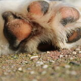 Foto van peggy