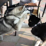 Foto van Kelly (L) Quila (L) Zaza