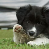 Foto van peggy