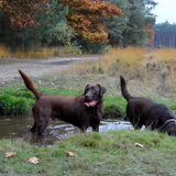 Foto van *Laycka en Lady*