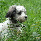 Heerlijk weer om een wandeling te maken. Tibo heeft gespeeld, gespeeld…