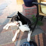 Foto van Kelly (L) Quila (L) Zaza
