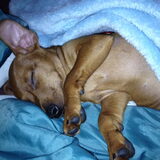 Pumba 9 weekjes