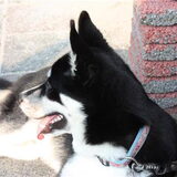 Foto van Kelly (L) Quila (L) Zaza