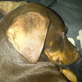 Lief Prinsesje