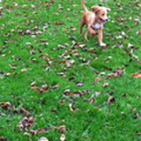Foto van Sigrid, Sandy, Diva & Nala