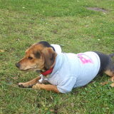 Balou met trui aan!