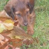 tyson 12 weken oud xx