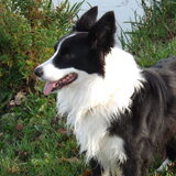 Foto van Puck & Fenrir