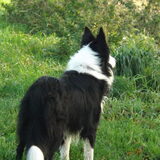 Foto van Puck & Fenrir