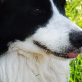 Foto van Puck & Fenrir