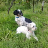 boomer en beertje