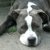 Hunter, onze hele drukke maar lieve stafford :)