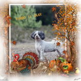 Foto van liesbeth,Turbo,Luna, Levi en Faith