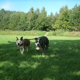 Bayley & Hunter in 't park