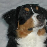 Profiel foto is van Diva. Berner Sennen teefje van 3 jaar