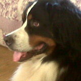 Noa 3jarige teef (Teef,want ze is overweldigend groot)