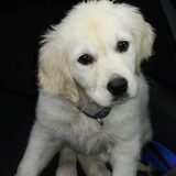 Tara - puppytijd