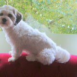 Lieve Manneman