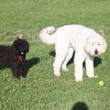 Foto van Dewi & de doodles