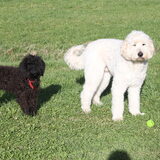Foto van Dewi & de doodles