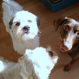Drie musketiers