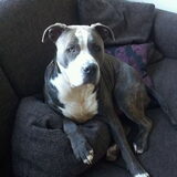 Lief