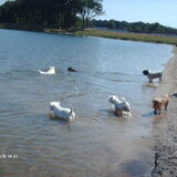 Foto van liesbeth,Turbo,Luna, Levi en Faith