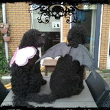 klaar voor halloween 2012