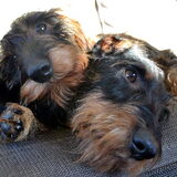 Foto van Pepijn & Otis
