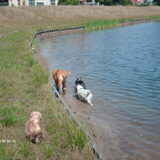 Foto van liesbeth,Turbo,Luna, Levi en Faith