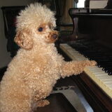 Whoopy Snoopy op pianoles