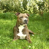 Chillen in het gras