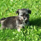 Diesel