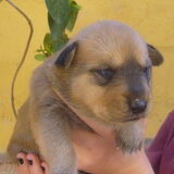 Baby zus Laska.