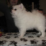 Lieve trainen op de trimtafel