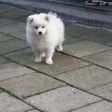 Mooie Lieve
