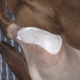 Dit is laika geopereerd aan haar kruisband!!15 mei 2012