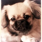 Nala, 8 maanden oud alweer