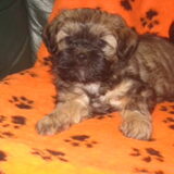 17-7-2011, 6 weken oud, 1 week voor het ophalen :)