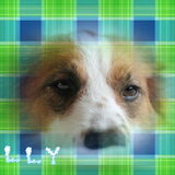 olly bewerkt