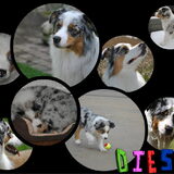 diesel collage bolletjes